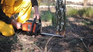 Best Commercial Tree Services  in Eddyville, KY